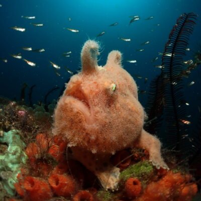Black Water expedition Critter capital Nudibranch capital Anilao dive shop Anilao diving resort Anilao black water dive Anilao dive package Anilao daily boat dive Anilao to verde island dive Anilao to Bonito island dive Anilao dive Anilao hotel Anilao air bnb Anilao dive club Anilao fun dive Anilao macro dive Anilao snorkeling
