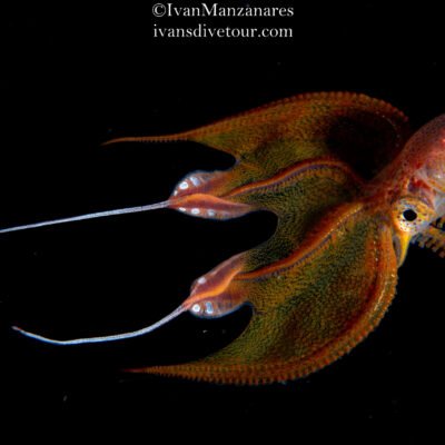 Black Water expedition Critter capital Nudibranch capital Anilao dive shop Anilao diving resort Anilao black water dive Anilao dive package Anilao daily boat dive Anilao to verde island dive Anilao to Bonito island dive Anilao dive Anilao hotel Anilao air bnb Anilao dive club Anilao fun dive Anilao macro dive Anilao snorkeling