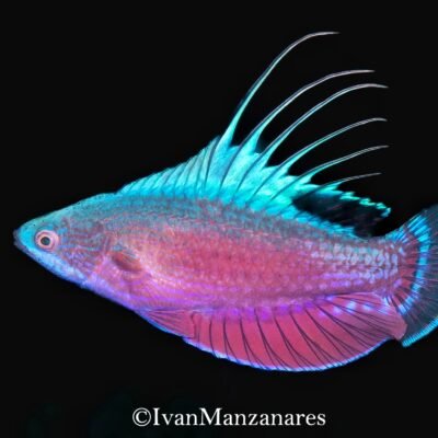 Black Water expedition Critter capital Nudibranch capital Anilao dive shop Anilao diving resort Anilao black water dive Anilao dive package Anilao daily boat dive Anilao to verde island dive Anilao to Bonito island dive Anilao dive Anilao hotel Anilao air bnb Anilao dive club Anilao fun dive Anilao macro dive Anilao snorkeling