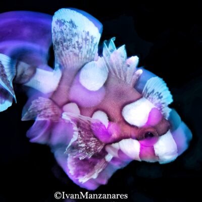 Black Water expedition Critter capital Nudibranch capital Anilao dive shop Anilao diving resort Anilao black water dive Anilao dive package Anilao daily boat dive Anilao to verde island dive Anilao to Bonito island dive Anilao dive Anilao hotel Anilao air bnb Anilao dive club Anilao fun dive Anilao macro dive Anilao snorkeling