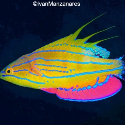 Black Water expedition Critter capital Nudibranch capital Anilao dive shop Anilao diving resort Anilao black water dive Anilao dive package Anilao daily boat dive Anilao to verde island dive Anilao to Bonito island dive Anilao dive Anilao hotel Anilao air bnb Anilao dive club Anilao fun dive Anilao macro dive Anilao snorkeling