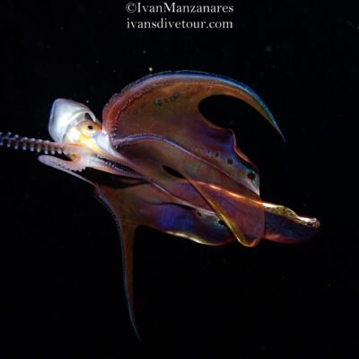 Black Water expedition Critter capital Nudibranch capital Anilao dive shop Anilao diving resort Anilao black water dive Anilao dive package Anilao daily boat dive Anilao to verde island dive Anilao to Bonito island dive Anilao dive Anilao hotel Anilao air bnb Anilao dive club Anilao fun dive Anilao macro dive Anilao snorkeling