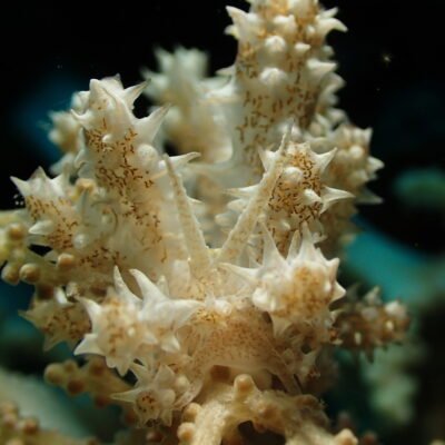 Black Water expedition Critter capital Nudibranch capital Anilao dive shop Anilao diving resort Anilao black water dive Anilao dive package Anilao daily boat dive Anilao to verde island dive Anilao to Bonito island dive Anilao dive Anilao hotel Anilao air bnb Anilao dive club Anilao fun dive Anilao macro dive Anilao snorkeling