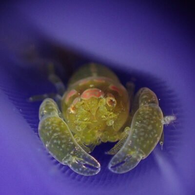 Black Water expedition Critter capital Nudibranch capital Anilao dive shop Anilao diving resort Anilao black water dive Anilao dive package Anilao daily boat dive Anilao to verde island dive Anilao to Bonito island dive Anilao dive Anilao hotel Anilao air bnb Anilao dive club Anilao fun dive Anilao macro dive Anilao snorkeling