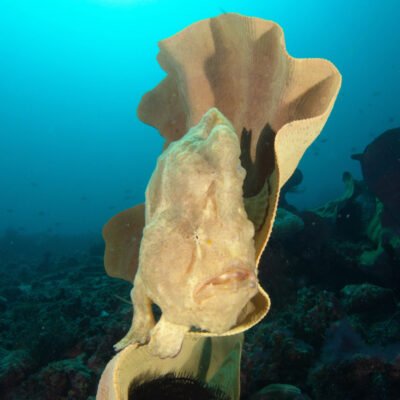 Black Water expedition Critter capital Nudibranch capital Anilao dive shop Anilao diving resort Anilao black water dive Anilao dive package Anilao daily boat dive Anilao to verde island dive Anilao to Bonito island dive Anilao dive Anilao hotel Anilao air bnb Anilao dive club Anilao fun dive Anilao macro dive Anilao snorkeling