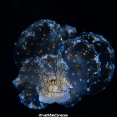 Black Water expedition Critter capital Nudibranch capital Anilao dive shop Anilao diving resort Anilao black water dive Anilao dive package Anilao daily boat dive Anilao to verde island dive Anilao to Bonito island dive Anilao dive Anilao hotel Anilao air bnb Anilao dive club Anilao fun dive Anilao macro dive Anilao snorkeling