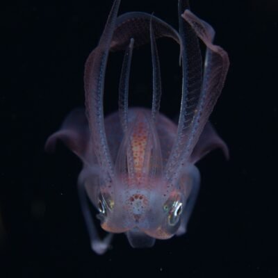 Black Water expedition Critter capital Nudibranch capital Anilao dive shop Anilao diving resort Anilao black water dive Anilao dive package Anilao daily boat dive Anilao to verde island dive Anilao to Bonito island dive Anilao dive Anilao hotel Anilao air bnb Anilao dive club Anilao fun dive Anilao macro dive Anilao snorkeling