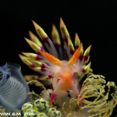 Black Water expedition Critter capital Nudibranch capital Anilao dive shop Anilao diving resort Anilao black water dive Anilao dive package Anilao daily boat dive Anilao to verde island dive Anilao to Bonito island dive Anilao dive Anilao hotel Anilao air bnb Anilao dive club Anilao fun dive Anilao macro dive Anilao snorkeling