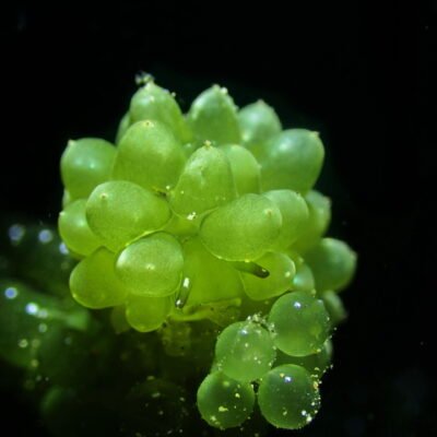 Black Water expedition Critter capital Nudibranch capital Anilao dive shop Anilao diving resort Anilao black water dive Anilao dive package Anilao daily boat dive Anilao to verde island dive Anilao to Bonito island dive Anilao dive Anilao hotel Anilao air bnb Anilao dive club Anilao fun dive Anilao macro dive Anilao snorkeling