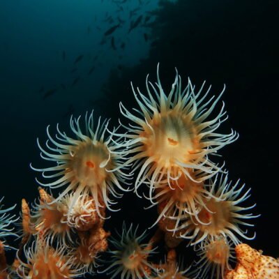 Black Water expedition Critter capital Nudibranch capital Anilao dive shop Anilao diving resort Anilao black water dive Anilao dive package Anilao daily boat dive Anilao to verde island dive Anilao to Bonito island dive Anilao dive Anilao hotel Anilao air bnb Anilao dive club Anilao fun dive Anilao macro dive Anilao snorkeling