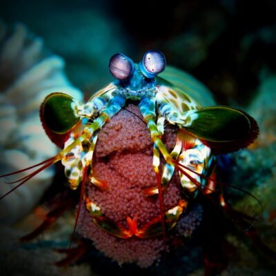 Black Water expedition Critter capital Nudibranch capital Anilao dive shop Anilao diving resort Anilao black water dive Anilao dive package Anilao daily boat dive Anilao to verde island dive Anilao to Bonito island dive Anilao dive Anilao hotel Anilao air bnb Anilao dive club Anilao fun dive Anilao macro dive Anilao snorkeling