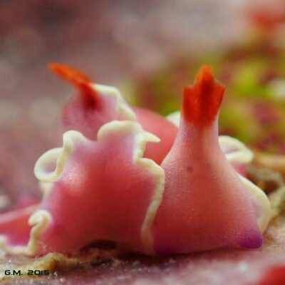 Black Water expedition Critter capital Nudibranch capital Anilao dive shop Anilao diving resort Anilao black water dive Anilao dive package Anilao daily boat dive Anilao to verde island dive Anilao to Bonito island dive Anilao dive Anilao hotel Anilao air bnb Anilao dive club Anilao fun dive Anilao macro dive Anilao snorkeling