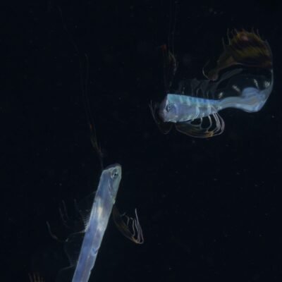 Black Water expedition Critter capital Nudibranch capital Anilao dive shop Anilao diving resort Anilao black water dive Anilao dive package Anilao daily boat dive Anilao to verde island dive Anilao to Bonito island dive Anilao dive Anilao hotel Anilao air bnb Anilao dive club Anilao fun dive Anilao macro dive Anilao snorkeling