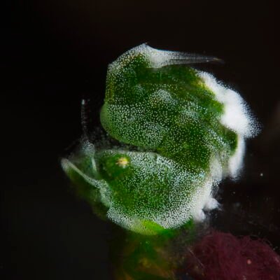 Black Water expedition Critter capital Nudibranch capital Anilao dive shop Anilao diving resort Anilao black water dive Anilao dive package Anilao daily boat dive Anilao to verde island dive Anilao to Bonito island dive Anilao dive Anilao hotel Anilao air bnb Anilao dive club Anilao fun dive Anilao macro dive Anilao snorkeling