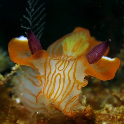 Black Water expedition Critter capital Nudibranch capital Anilao dive shop Anilao diving resort Anilao black water dive Anilao dive package Anilao daily boat dive Anilao to verde island dive Anilao to Bonito island dive Anilao dive Anilao hotel Anilao air bnb Anilao dive club Anilao fun dive Anilao macro dive Anilao snorkeling