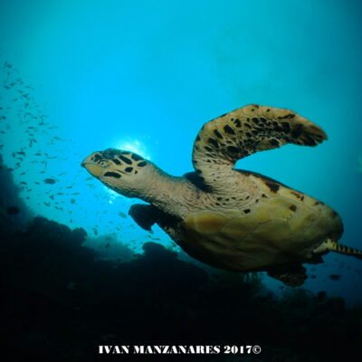 Black Water expedition Critter capital Nudibranch capital Anilao dive shop Anilao diving resort Anilao black water dive Anilao dive package Anilao daily boat dive Anilao to verde island dive Anilao to Bonito island dive Anilao dive Anilao hotel Anilao air bnb Anilao dive club Anilao fun dive Anilao macro dive Anilao snorkeling