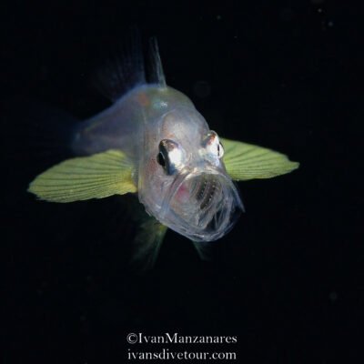 Black Water expedition Critter capital Nudibranch capital Anilao dive shop Anilao diving resort Anilao black water dive Anilao dive package Anilao daily boat dive Anilao to verde island dive Anilao to Bonito island dive Anilao dive Anilao hotel Anilao air bnb Anilao dive club Anilao fun dive Anilao macro dive Anilao snorkeling